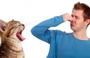 Почему у кошки пахнет изо рта и как с этим бороться